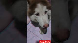 husky trending Shorts  dog shorts  daily vlogs  shorts cute dog [upl. by Winny403]