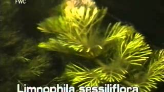 How to identify Limnophila Limnophila sessiliflora [upl. by Christine]