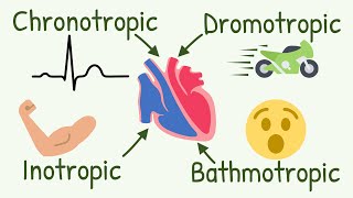 Chronotropic Inotropic Dromotropic Bathmotropic Actions Explained  Cardiac Tropism [upl. by Fredkin]