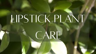 ABOUT AESCHYNANTHUS  Lipstick plant basic care guide [upl. by Llennej265]