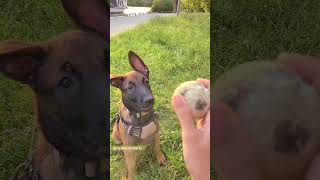 1 Perfect Chomp malinois puppylife chiot bergermalinois belgianmalinois chien dogs puppy [upl. by Lyram]