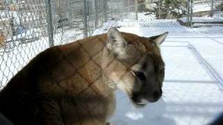 Cougar meows purrs says hi [upl. by Gwynne]