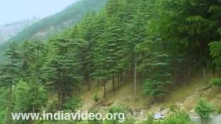 Deodar trees Himachal Pradesh [upl. by Raine777]