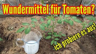 Wundermittel für Tomaten  Klappt das wirklich Ich probiere es aus [upl. by Akcire]