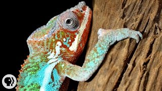 Natures Mood Rings How Chameleons Really Change Color  Deep Look [upl. by Cloris]