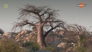 Baobab drzewo nie z tej ziemi Film dokumentalny [upl. by Trotter]