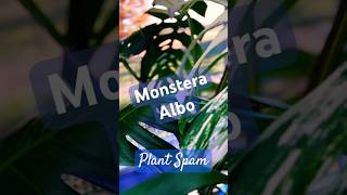 Monstera Albo plantspam plantshorts monsteraalbo houseplants monstera plantchannel shortspage [upl. by Oenire712]