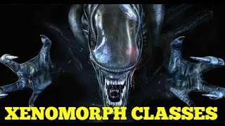 Xenomorphs  Explained Canon [upl. by Picker]