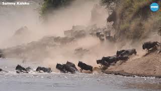 The Great Wildebeest Migration at Masai Mara [upl. by Lahcim]