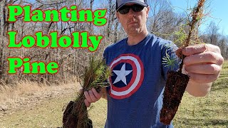 Planting Loblolly Pine Seedlings [upl. by Frazer]