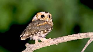 15 Owl Flammulated Female bark nestling begging snore [upl. by Enialahs]