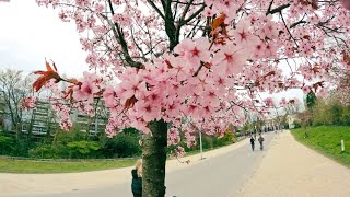 Sakura blossoming in Vondelpark Amsterdam [upl. by Tarazi]