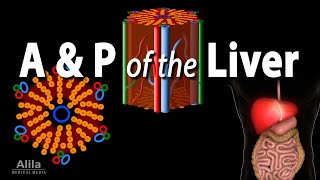 Anatomy and Physiology of the Liver Animation [upl. by Rotceh]