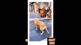 CRAZY DOGS FUNNY ANIMALS [upl. by Bubalo209]