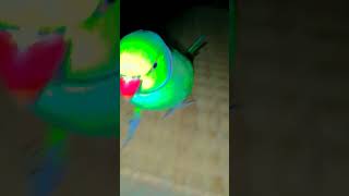 talkingparrot alexander parrot parrottalking funny alexanderparrot alex [upl. by Dronel]