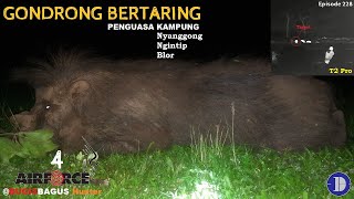 Poin Babi Hutan Gondrong Bertaring Sang Penguasa Kampung Ep228 [upl. by Ardnekat]