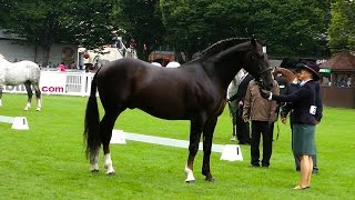 Dublin Horse Show RID Stallion Class RDS 2015 [upl. by Eon182]