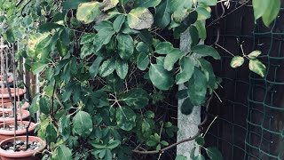 Akebia Quinata  Chocolate Vine  in Winter actually it’s semievergreen and signs of flower buds [upl. by Rabah346]