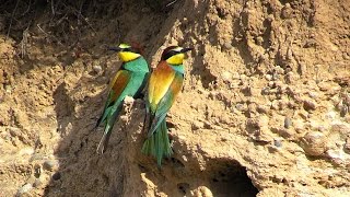 Abejaruco Común Merops apiaster [upl. by Japheth681]