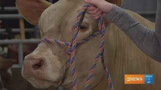 Students talk about raising cattle at the 2024 Nueces County Junior Livestock Show [upl. by Orsa791]