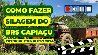 Como fazer Silagem do BRS Capiaçu  Tutorial Completo 2024 [upl. by Erda979]