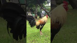 Lemon grey rooster gamefarm trending chicken shorts shortvideo short [upl. by Fawne622]