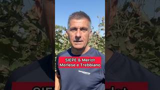 Siepe amp Merlot Merlese e Trebbiano romagnolo [upl. by Jud]