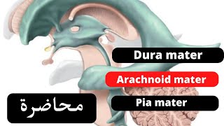 Cerebral meninges and cerebrospinal fluid C S F شرح [upl. by Rehtaef928]