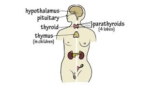 The Endocrine System Song by Peter Weatherall [upl. by Neelak]