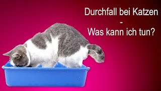 Meine Katze hat Durchfall  was kann ich tun [upl. by Durman]