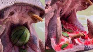 Hippos devour whole watermelons in one bite [upl. by Adiaroz]