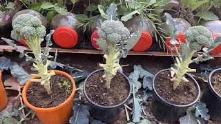 Simple and Effective Way To Grow Broccoli in Plastic Containers  Grow Broccoli At Home From Seeds [upl. by Dubois]