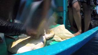 Baby Turtle Rescue Maldives May 2015 [upl. by Hokanson]