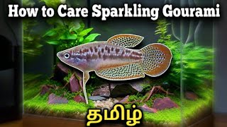 How to Care Sparkling Gourami in Tamil [upl. by Zicarelli558]