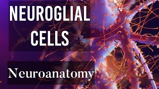 Chapter 4 Neuroglial cells  Glial cells types  Neuroanatomy basics [upl. by Amathist38]