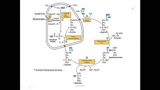 bioquimica  Metabolismo de proteínas y aminoacidos [upl. by Nauht]