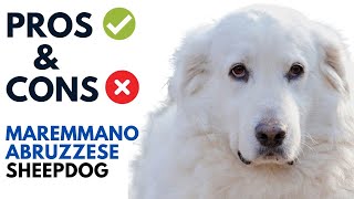 MaremmanoAbruzzese Sheepdog Pros and Cons  Maremma Sheepdog Advantages and Disadvantages [upl. by Aitenev]