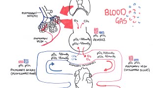 Blood Gases O2 CO2 and ABG [upl. by Ailak505]