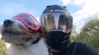 Little Biker Dogs first ride on our new BMW R1250GS with the bagster tank cover and pupster bag [upl. by Carilyn]