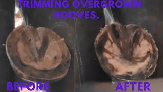 Farrier Hoof Restoration  Satisfying [upl. by Moffat24]