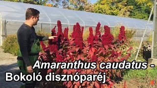 Amaranthus caudatus  Bókoló disznóparéj [upl. by Aritak369]