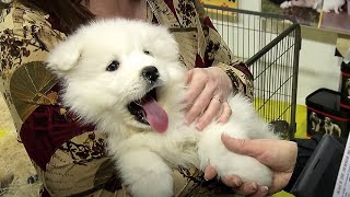 Animal Show quand chats et chiens tiennent salon [upl. by Aanas]