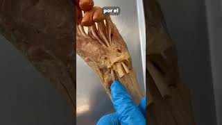 Jalando del tendon de un pulgar real anatomia cuerpo curiosidades magia cuerpohumano ciencia [upl. by Ngo957]