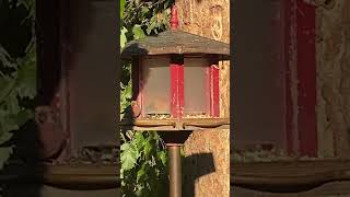 Nuthatch House Finch and Chickadees at feeder [upl. by Jessalin856]