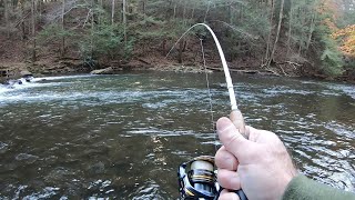 Creek Fishing for BIG TROUT Rainbow amp Tiger Trout [upl. by Jangro]