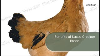 Benefits of Sasso Chicken Breed Chicken Production [upl. by Sirromed]