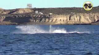 AVISTAJE DE BALLENAS 🐳 PENÍNSULA DE VALDÉS [upl. by Ocin]