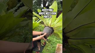 How to repot birds nest fern Part 2 [upl. by Allevon]