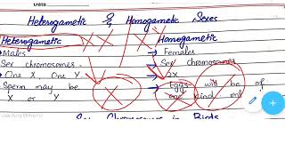 Homogametic vs heterogametic sexes [upl. by Hole]