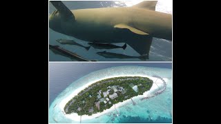 Reethi Beach Resort MaldivesShark snorkeling OCEAN FANATICS [upl. by Sebastien]